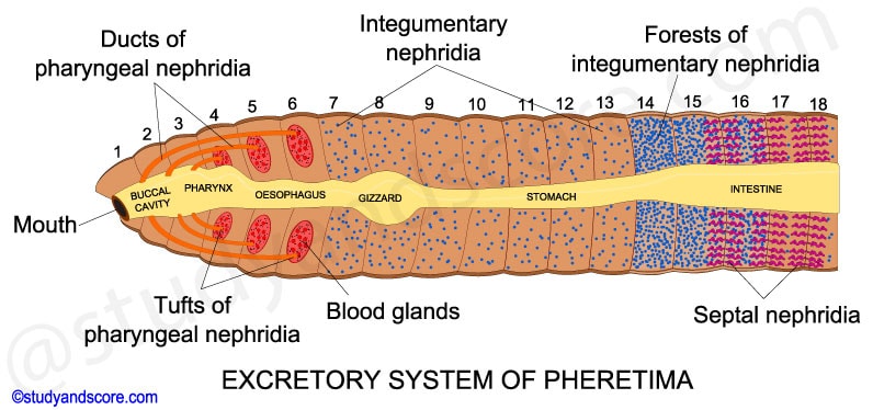 Earthworm circulatory system, earthworm blood vessels, dorsal blood vessel, ventral blood vessel, latero-oesophageal, supra oesophageal, lateral hearts, plexus